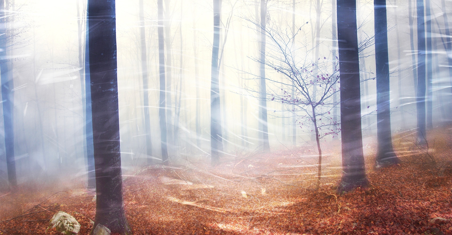 Paysage forêt