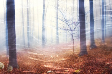 Paysage forêt